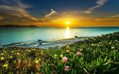 Море солнце цветы (53 фото) - 53 фото