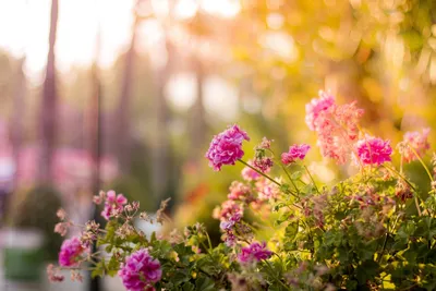 Фото Вид снизу Солнце Тюльпаны Цветы