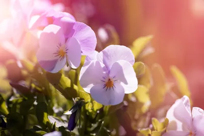 ФОТО: Цветок Солнца сардаана глазами Галины Давыдовой — ЯСИА