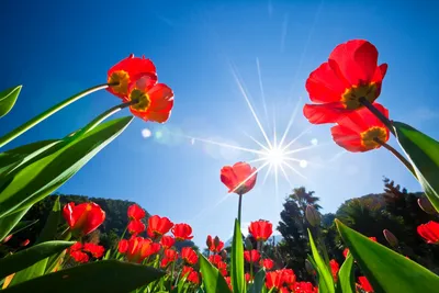 Цветы, которые любят солнце – перечень растений в Украине – Lifestyle 24