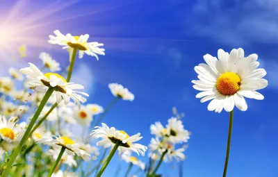 Картинки красивейший цветок на солнце (69 фото) » Картинки и статусы про  окружающий мир вокруг