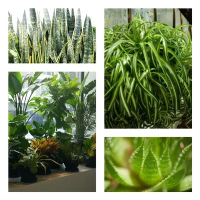 Топ комнатных растений для солнечной стороны: правила выращивания комнатных  растений на южном окне