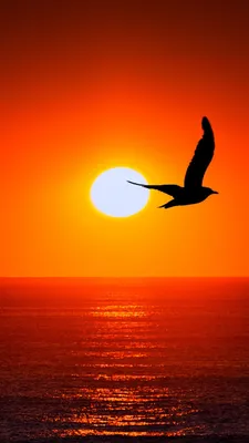 Фото Море Солнце Природа Небо Рассветы и закаты горизонта