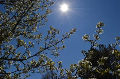 Весеннее солнце — конкурс \"Весна идет, весне - дорогу (профи)\" —  Фотоконкурс.ру