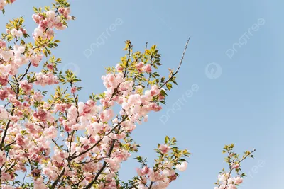 Рисунок Весеннее солнце №96639 - «Весна-красна!» (14.01.2024 - 02:36)