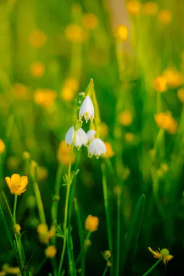 Весна Солнце Природа - Бесплатное фото на Pixabay - Pixabay