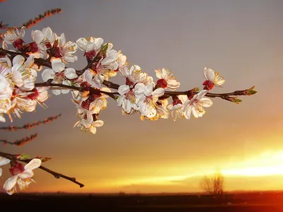 белые цветы на дереве на солнце, весенняя картина, весна, весенний тур фон  картинки и Фото для бесплатной загрузки