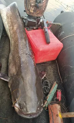 Сом 12 кг. – рыбацкие фото / Клуб рыбака - все о рыбалке