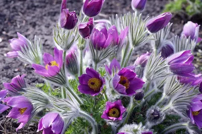 Сон-трава луговая (прострел) белая Pulsatilla pratensis white - купить  семена цветов с доставкой по Украине в магазине Добродар