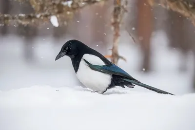 Как зимует сорока: 6 интересных фактов о чёрно-белой птице | Приключения  натуралиста | Дзен