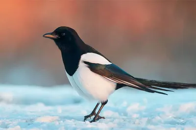 Сорока: верная, умная и совсем не воровка - Birdsnews.ru