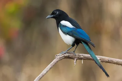 Все о птице сороке: описание, виды, черная, серая, австралийская,  толстоклювая