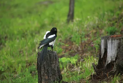 Европейская сорока или общая сорока, цицеро цицеро, черно-белая птица с  длинным хвостом, в среду обитания природы, ясная предпосы Стоковое Фото -  изображение насчитывающей организм, природа: 84815700