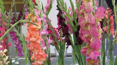 Гладиолусы — уход, высаживание. Карликовые гладиолусы, фото. | Любимые цветы