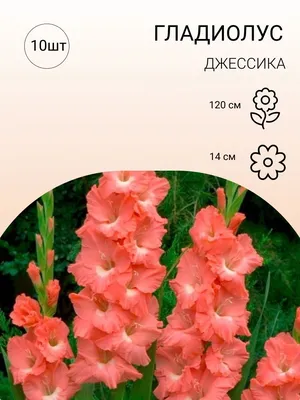 Купить гладиолус смесь сортов (gladioli mixed colours), 10 шт (разбор  12/14) по цене 310 руб. в интернет магазине \"Первые Семена\"