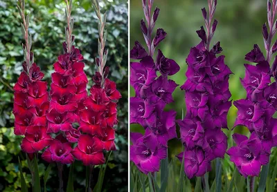 Разнообразие цветов и сортов - в Ботаническом саду пик цветения гладиолусов