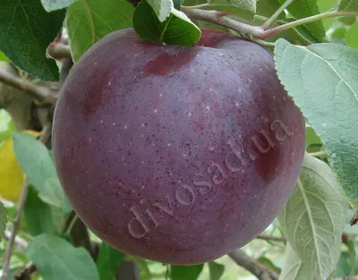www.divosad.com.ua - Каталог - Сорта яблони с дегустационной оценкой  4,7-5,0 балла