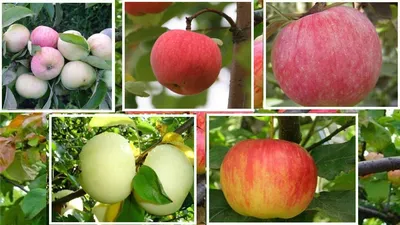 Лучшие летние сорта яблонь Какой сорт яблони посадить - YouTube