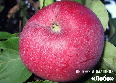 На Ставрополье аграрии начали сбор ранних сортов яблок | Своё ТВ
