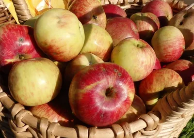 www.divosad.com.ua - Каталог - Сорта яблони с дегустационной оценкой  4,7-5,0 балла