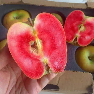 Великолепная десятка»: лучшие летние сорта яблонь