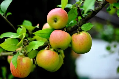 20 самых необычных сортов яблок, которые вы не пробовали | Mixnews