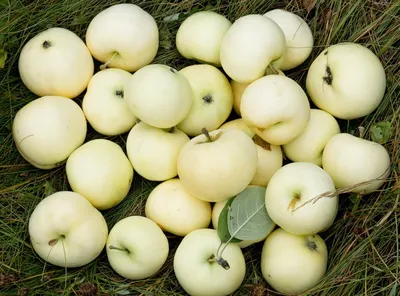 Аграрий из Полтавщины назвал сорта яблок, которые пользуются самым большим  спросом - На пенсии