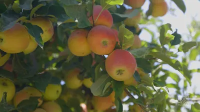 Новые сорта яблок успешно выводят ученые НИИ