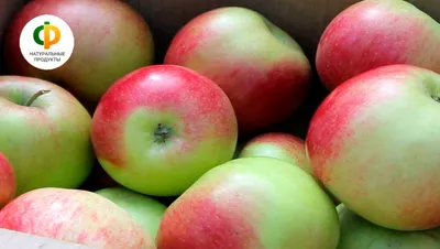 6 видов Белого налива – популярного сорта яблок родом из СССР | посуДАЧИм  об огороде | Дзен