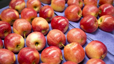 Помогите определить сорта яблок - ответы экспертов 7dach.ru