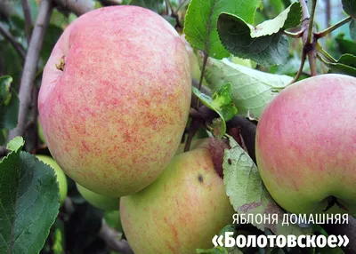 Новые сорта яблок для производства соков создали в Беларуси - KP.RU