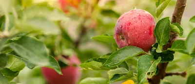 Ученые вывели сорт яблок, которые остаются свежими целый год