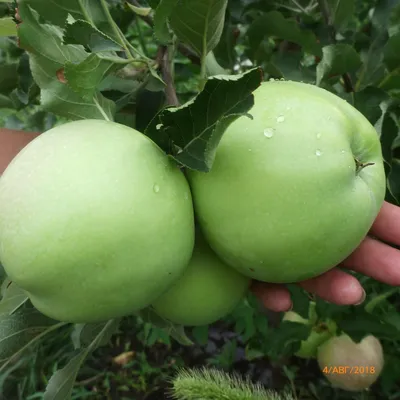 Какие сорта яблонь и груш посадить? Обзор сортов