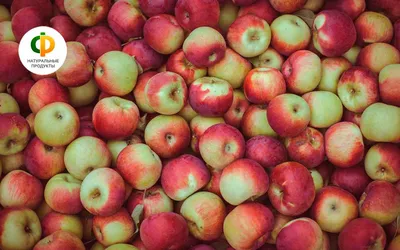 Какие яблоки подобрать по вкусу и полезности