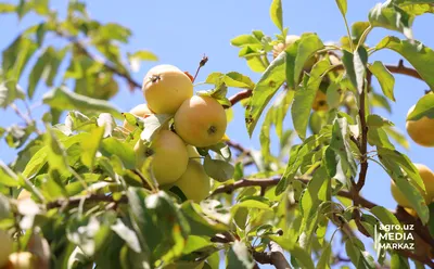 Это хит: самые лучшие сорта яблок — не боятся морозов и болезней, плоды  крупные, сочные, сахарные
