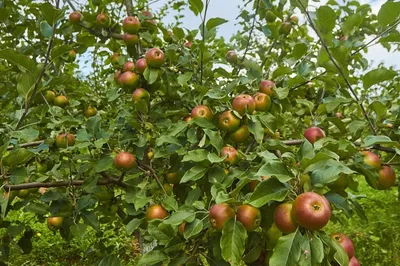 Зимние сорта яблонь: описание, фото, мои отзывы и сравнительная тблица