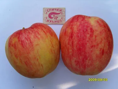 Британские сидровые сорта яблок будут выращивать в Псковской области