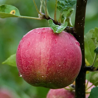 Молдавские яблоки премиальных сортов не дорожают вопреки ожиданиям | ИА  Красная Весна