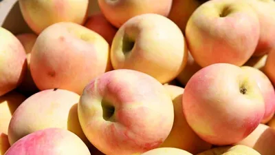 Обзоры- Обзоры- ТОП-10 самых сочных сортов яблок