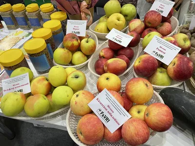 Разные сорта яблок на антикварной хромолитографии - купить в Москве, цены  на Мегамаркет