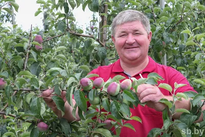 Зимние сорта яблок ⚊ купить саженцы зимних сортов яблонь в Украине
