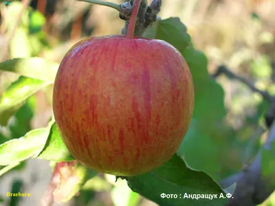 Лучшие сорта яблок для всех регионов России - чемпионы среди фруктов, до  120 кг с дерева