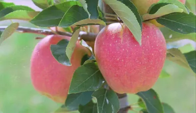 Лучшие сорта яблок для выращивания в ЦЧР