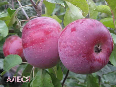 Казахстанские сорта яблок представили на KazAgro