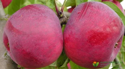 Какие сорта яблок вырабатывают воск и от чего зависит срок хранения