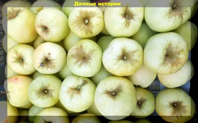 Яблоки со вкусом детства: самые урожайные старые сорта яблок, которые  обязательно нужно искать в продаже | Дачные истории | Дзен