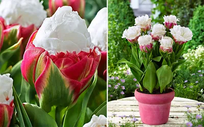 Необычные сорта тюльпанов и пара советов творческому садоводу