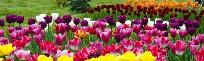 Тюльпаны в саду: популярные сорта, посадка, уход🌷