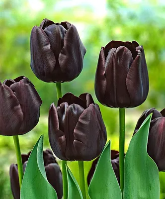 Какие экзотические сорта тюльпанов стоит посадить этой осенью | НПО «Сады  России» — когда сад в удовольствие! | Дзен