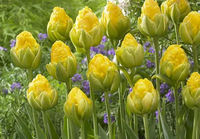 Интересные и необычные сорта тюльпанов | Тюльпаны, Тюльпановый сад, Зеленые  цветы
